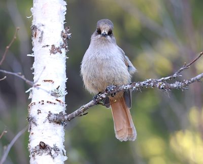 Taigagaai (Siberian Jay)