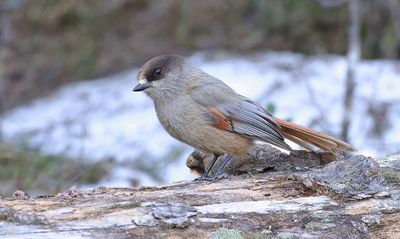 Taigagaai (Siberian Jay)