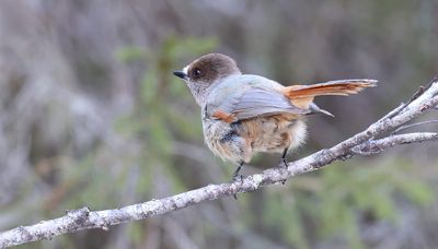 Taigagaai (Siberian Jay)