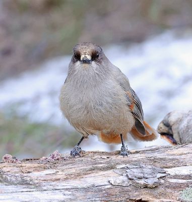 Taigagaai (Siberian Jay)