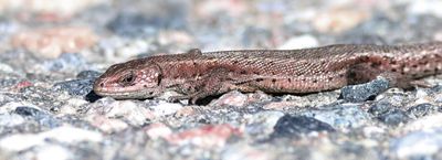 Levendbarende Hagedis (Viviparous Lizard)