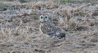 Velduil (Short-eared Owl)