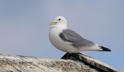 Drieteenmeeuw (Black-legged Kittiwake)