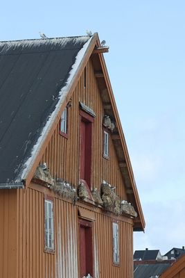 Drieteenmeeuwen (Black-legged Kittiwakes)