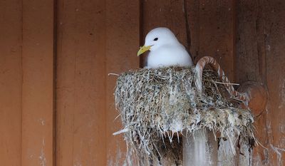 Drieteenmeeuw (Black-legged Kittiwake)