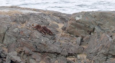 Otters