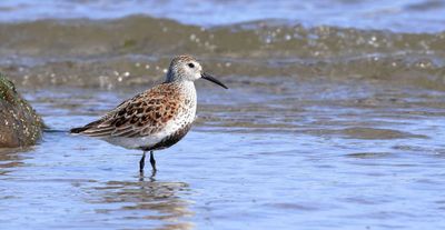 Bonte Strandloper (Dunlin)