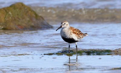 Bonte Strandloper (Dunlin)