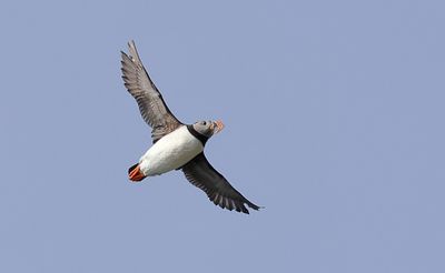 Papegaaiduiker (Atlantic Puffin)