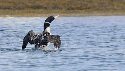 Geelsnavelduiker (Yellow-billed Diver)