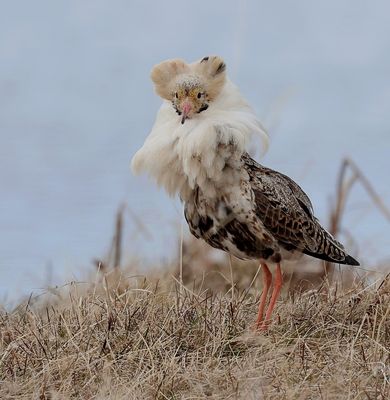 Kemphaan (Ruff)