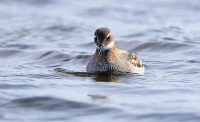 Grauwe Franjepoot (Red-necked Phalarope)