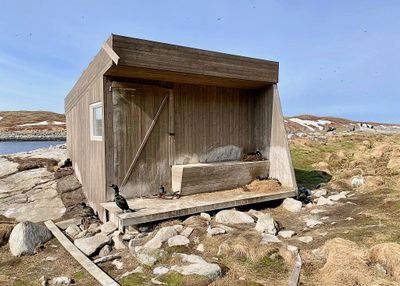 Wachthuisje overgenomen door de Kuifaalscholvers (European Shag)