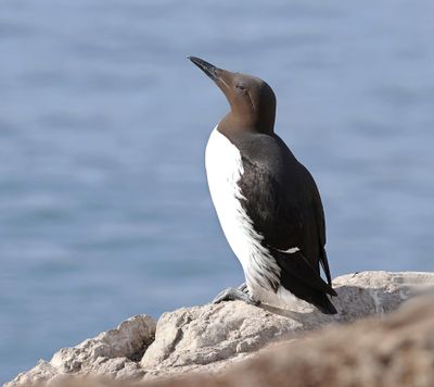 Zeekoet (Common Guillemot)
