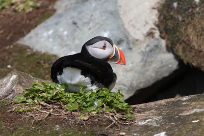 Papegaaiduiker (Atlantic Puffin)