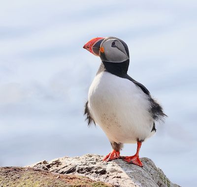 Papegaaiduiker (Atlantic Puffin)