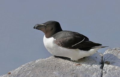 Alk (Razorbill)