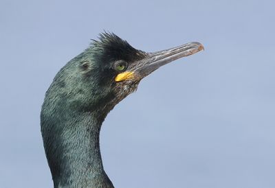 Kuifaalscholver (European Shag)