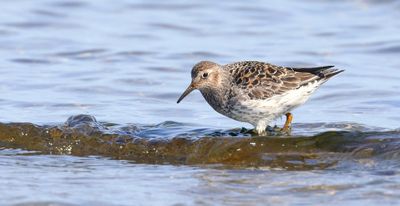 Paarse Strandloper (Purple Sandpiper)