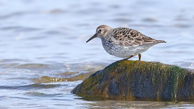 Paarse Strandloper (Purple Sandpiper)