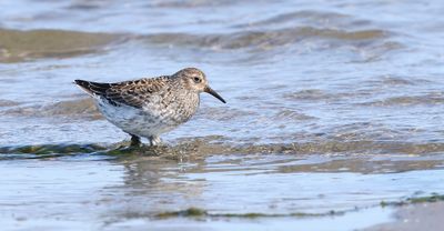 Paarse Strandloper (Purple Sandpiper)