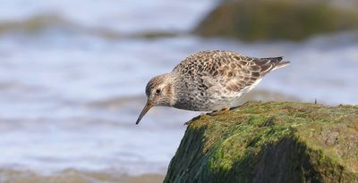 Paarse Strandloper (Purple Sandpiper)