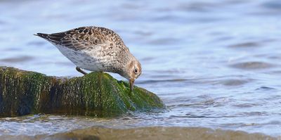 Paarse Strandloper (Purple Sandpiper)