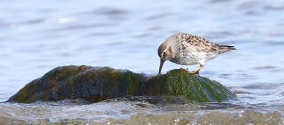 Paarse Strandloper (Purple Sandpiper)