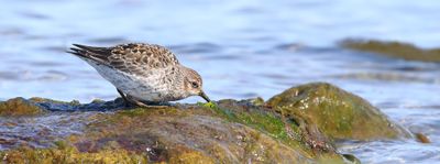 Paarse Strandloper (Purple Sandpiper)