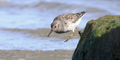 Paarse Strandloper (Purple Sandpiper)