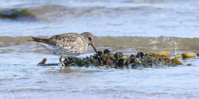 Paarse Strandloper (Purple Sandpiper)