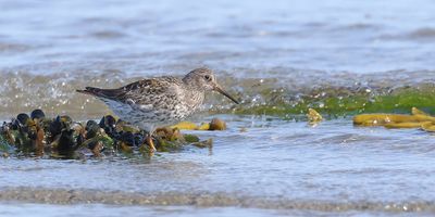 Paarse Strandloper (Purple Sandpiper)
