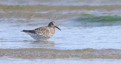 Paarse Strandloper (Purple Sandpiper)