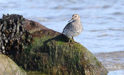 Paarse Strandloper (Purple Sandpiper)