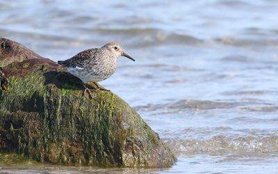 Paarse Strandloper (Purple Sandpiper)