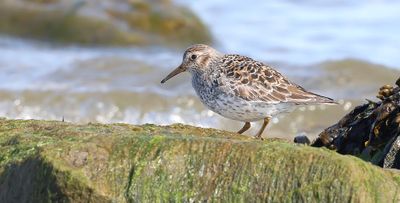 Paarse Strandloper (Purple Sandpiper)