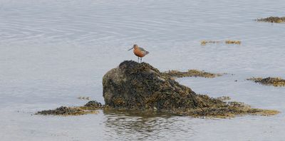 Rosse Grutto (Bar-tailed Godwit)