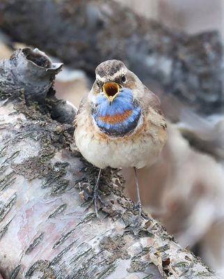 Blauwborst (Bluethroat)
