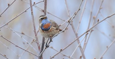 Blauwborst (Bluethroat)