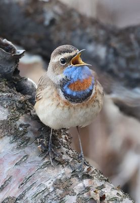 Blauwborst (Bluethroat)