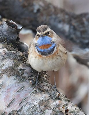 Blauwborst (Bluethroat)