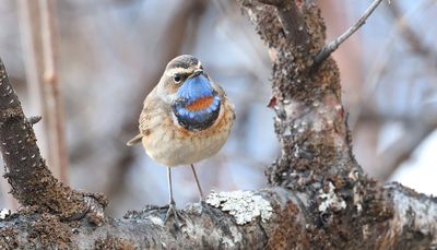 Blauwborst (Bluethroat)