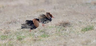 Kemphaan (Ruff)
