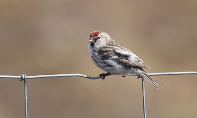 Grote Barmsijs (Redpoll)