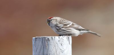 Grote Barmsijs (Redpoll)