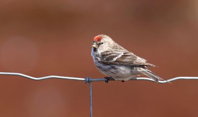 Grote Barmsijs (Redpoll)