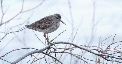 Bosruiter (Wood Sandpiper)