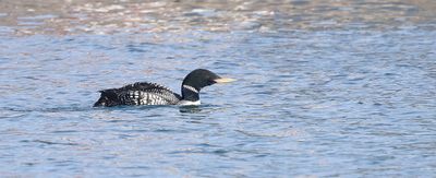 Geelsnavelduiker (Yellow-billed Diver)