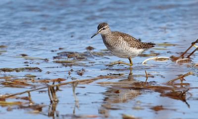 Bosruiter (Wood Sandpiper)