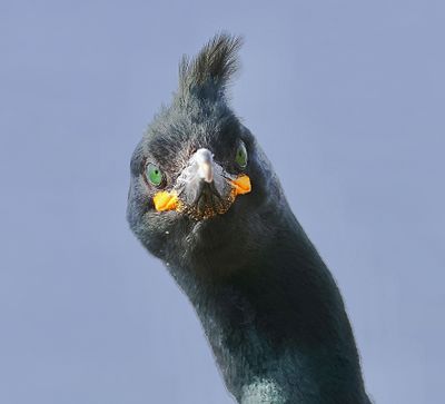 Kuifaalscholver (European Shag)